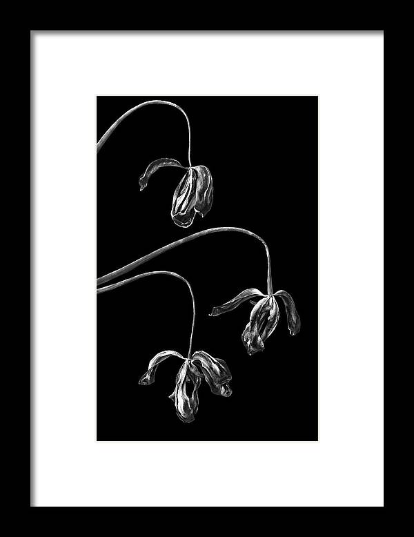 Withered Framed Print featuring the photograph Withered Tulips by Elvira Peretsman