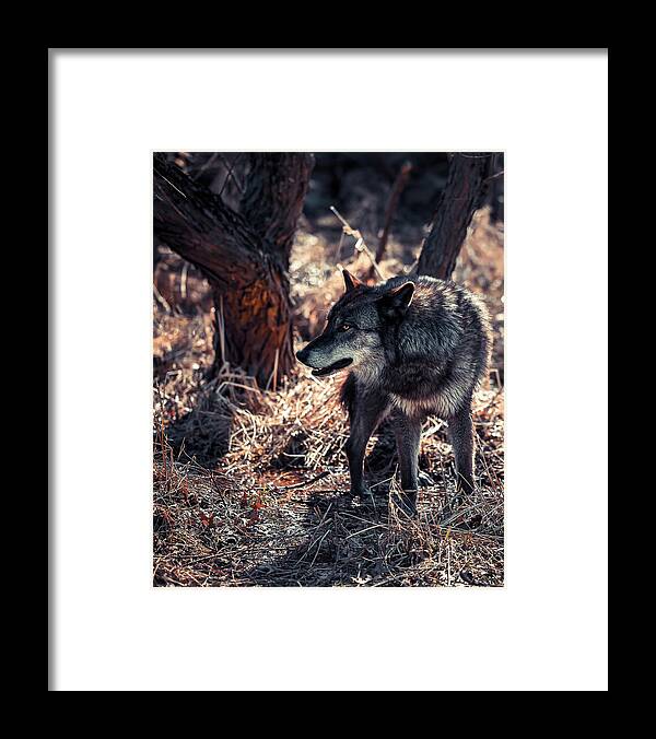 Wolf Framed Print featuring the photograph Wolf by Brian Venghous