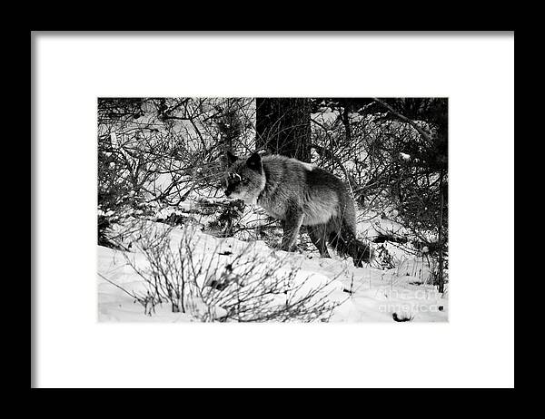 Banff Framed Print featuring the photograph Wolf in the snow by Wilko van de Kamp Fine Photo Art