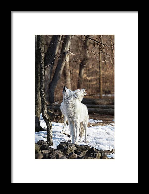 Winter Framed Print featuring the photograph Wolf song by Rehna George