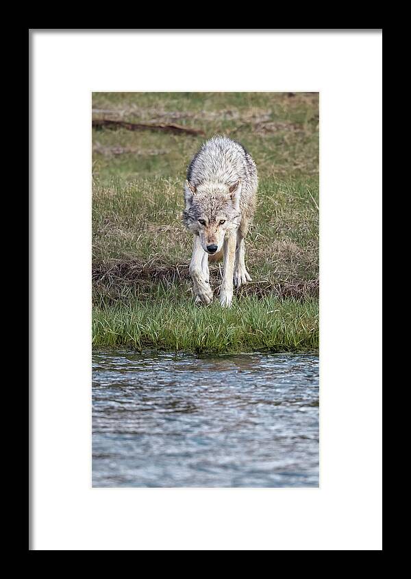 Wolf Framed Print featuring the photograph Wolf Strolling to the River by Joan Carroll