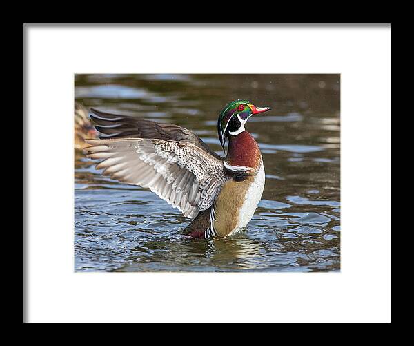 Wood Duck Action Framed Print featuring the photograph Wood duck action by Lynn Hopwood