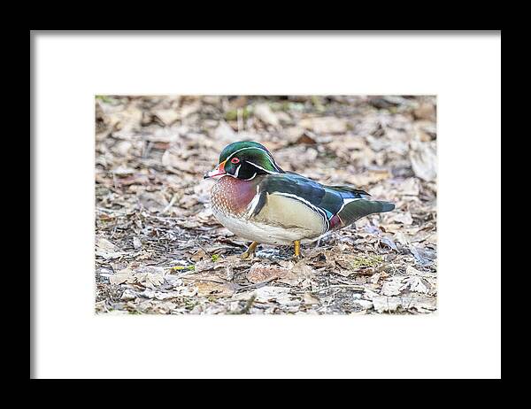 Wood Duck Framed Print featuring the photograph Wood Duck in the Leaves by Jerry Cahill