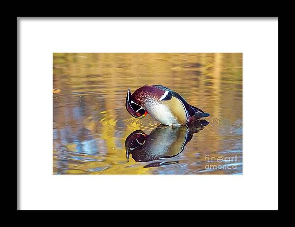 Wood Duck Framed Print featuring the photograph Wood Duck Preening With Reflections by Charline Xia