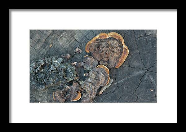 Wood Framed Print featuring the photograph Wood fungus by Alan Goldberg