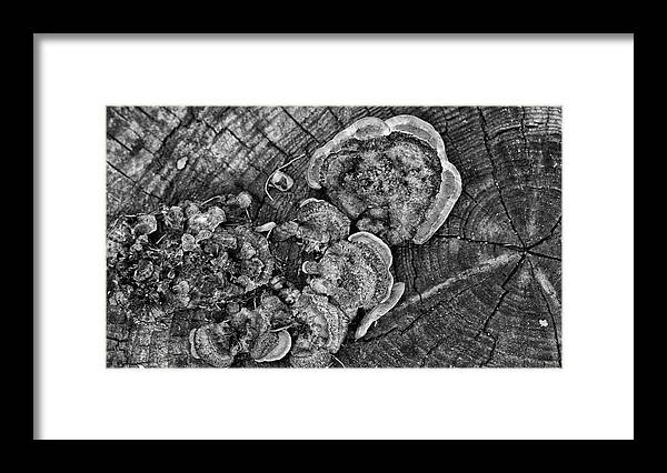 Wood Fungus Framed Print featuring the photograph Wood fungus and tree rings by Alan Goldberg