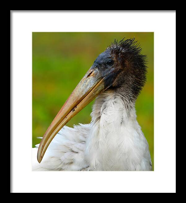 Birds Framed Print featuring the photograph Wood Stork 2 by Larry Marshall