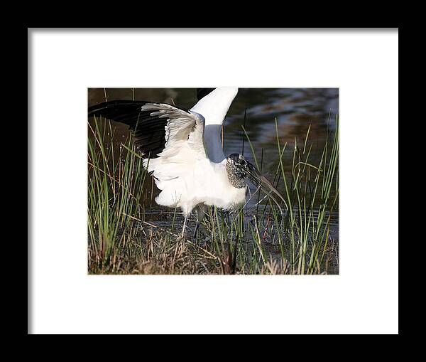 Wood Storks Framed Print featuring the photograph Wood stork 3 by Mingming Jiang