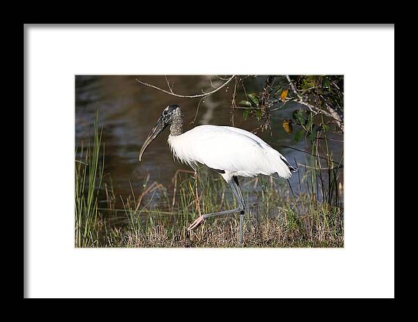 Wood Storks Framed Print featuring the photograph Wood stork 4 by Mingming Jiang