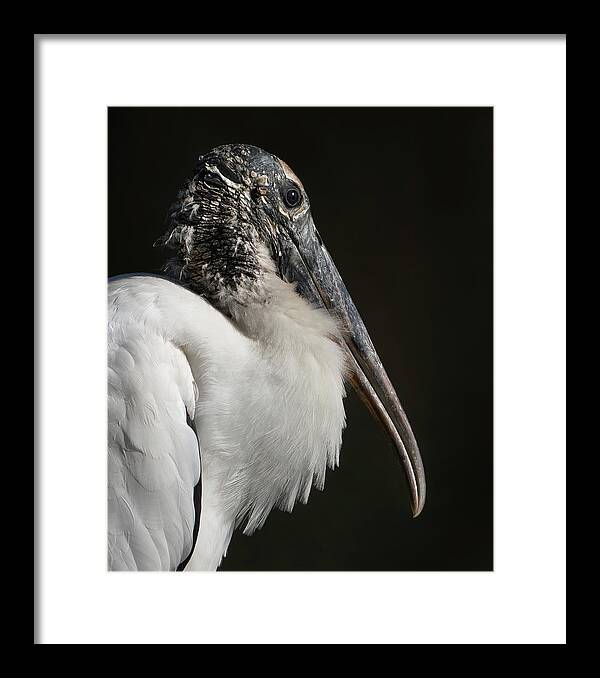 Birds Framed Print featuring the photograph Wood Stork by Larry Marshall
