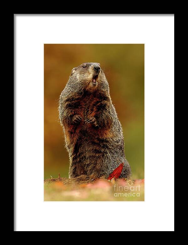 Autumn Framed Print featuring the photograph Woodchuck in Autumn MA7722 by Mark Graf