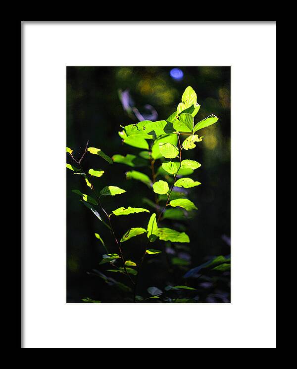 Contra-light Framed Print featuring the photograph Woodland Calm No. 33 by Steve Ember