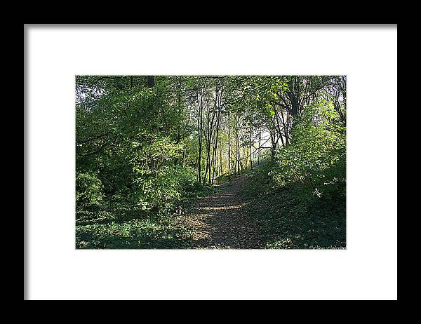 Woods Framed Print featuring the photograph Woodland Walk in Late Summer by Alan Ackroyd