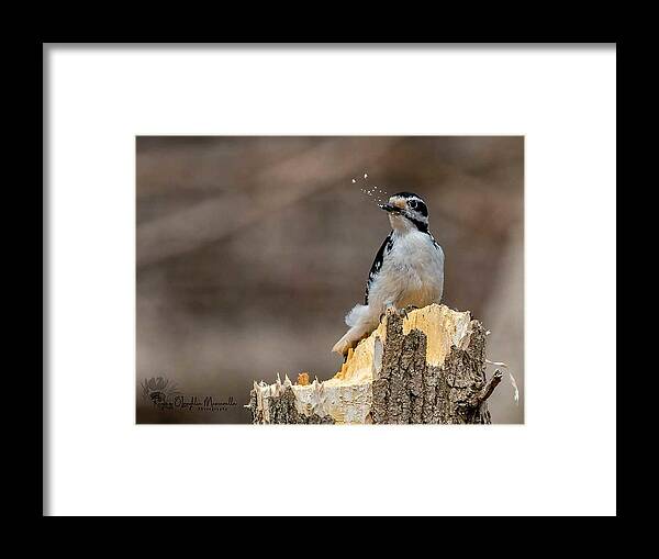 Woodpecker Framed Print featuring the photograph Woodpecker's Lunch by Regina Muscarella