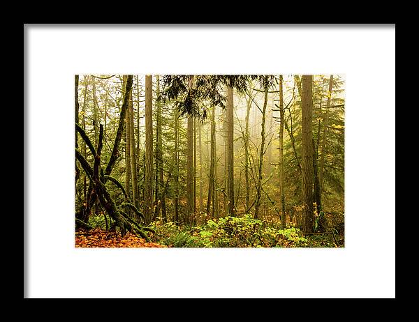 Autumn Framed Print featuring the photograph Woods in Autumn by Aashish Vaidya