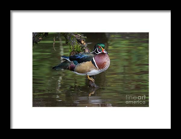 Lake Framed Print featuring the photograph Woody by Craig Leaper