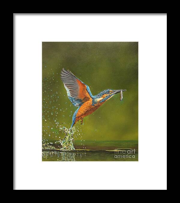 Kingfisher Framed Print featuring the painting Kingfisher...Working hard for my supper by Bob Williams