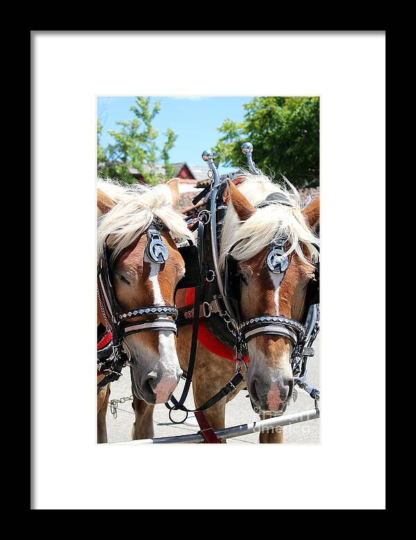 Horses Framed Print featuring the photograph Working Horses at Solvang California by Colleen Cornelius