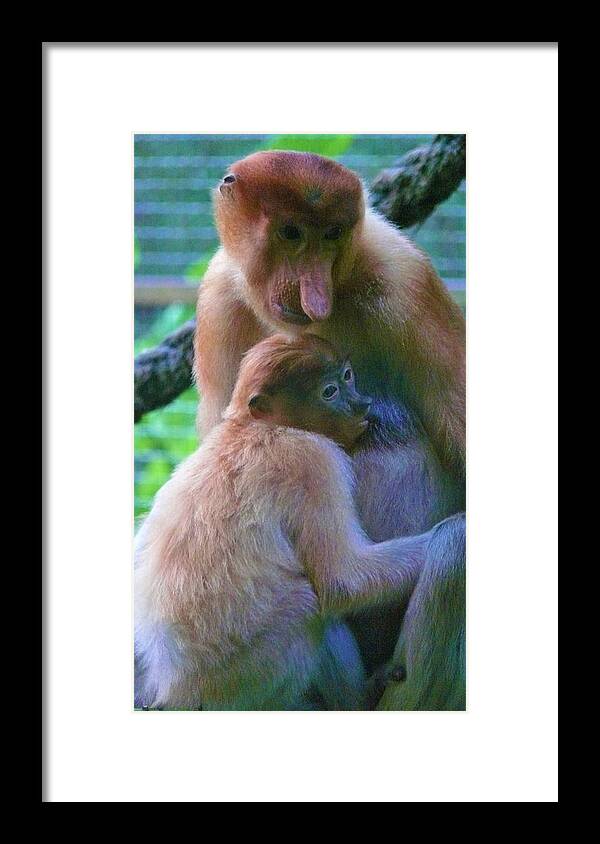 Proboscis Monkey Framed Print featuring the photograph World's weirdest, Proboscis monkeys by Robert Bociaga