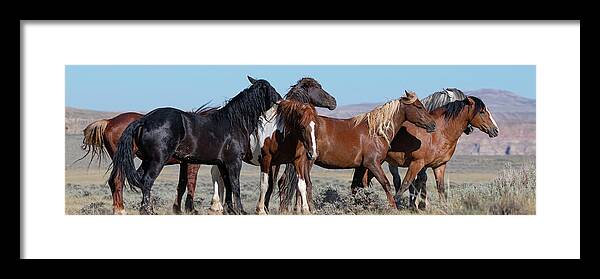 Wild Horses Framed Print featuring the photograph Wyoming Wild by Mary Hone