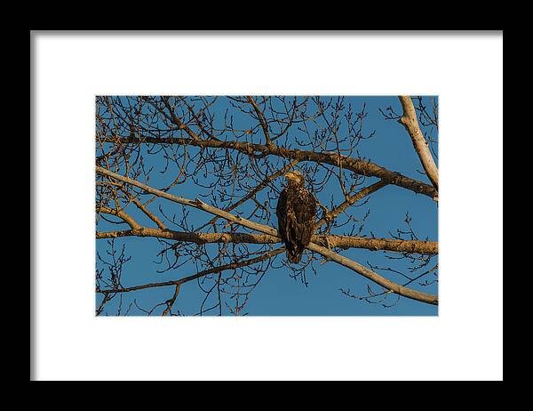 Bald Eagle Framed Print featuring the photograph X Marks The Spot by Yeates Photography