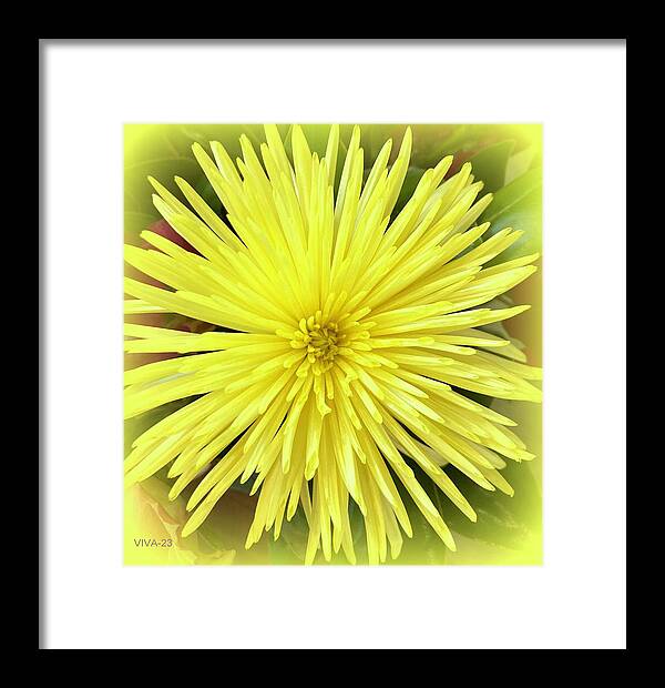 Yellow Framed Print featuring the photograph Y E L L O W - An Homage by VIVA Anderson