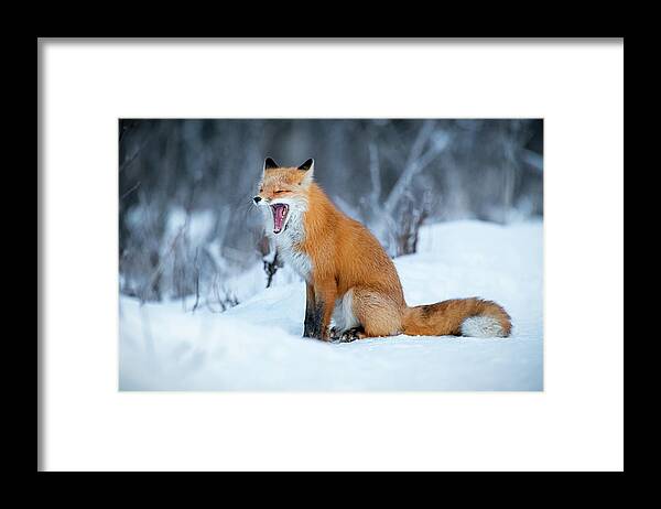 (vulpes Vulpes) Framed Print featuring the photograph Yawning Red Fox Sitting in Snow by James Capo