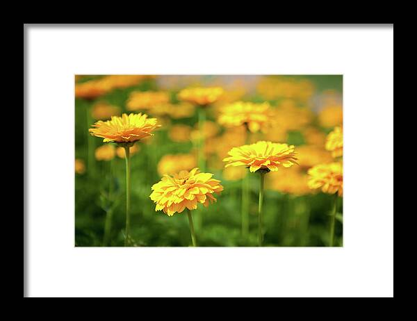 Yellow Framed Print featuring the photograph Yeah, They Were All Yellow by Rich S