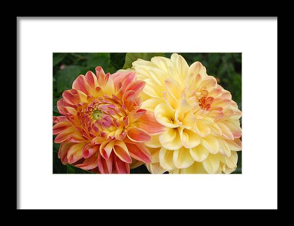 Dahlia Framed Print featuring the photograph Yellow and Orange Dahlias 1 by Amy Fose