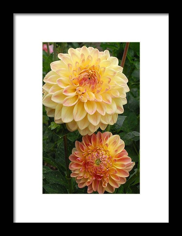 Dahlia Framed Print featuring the photograph Yellow and Orange Dahlias 2 by Amy Fose