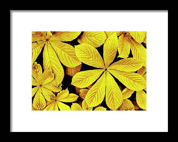 Yellow Framed Print featuring the photograph Yellow autumn leaves by Severija Kirilovaite