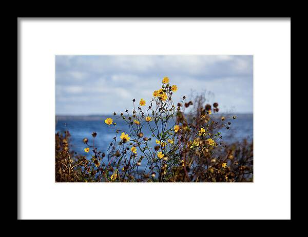 Flora Framed Print featuring the photograph Yellow Bloom by Mireyah Wolfe