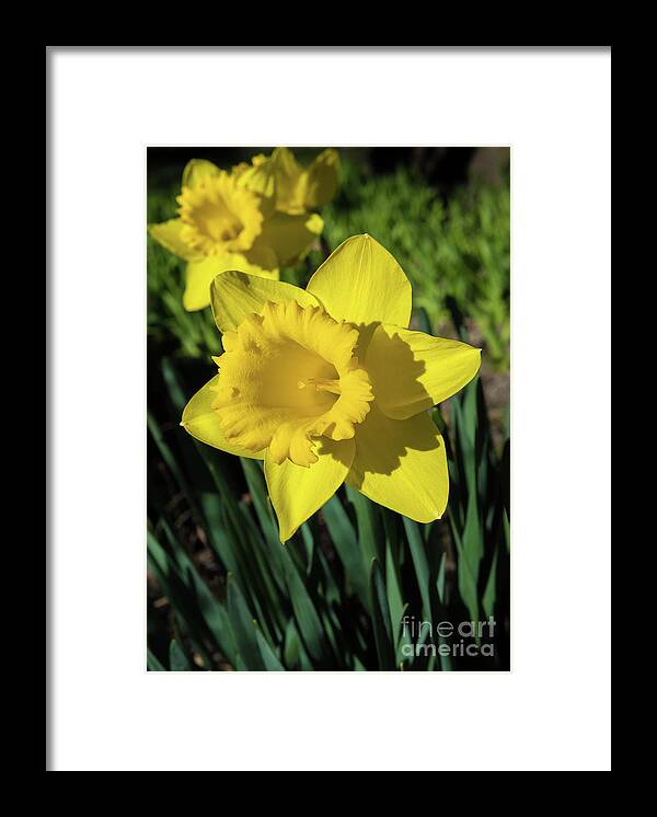 Attraction Framed Print featuring the photograph Yellow Blossom Of A Sunlit Daffodil In Spring by Andreas Berthold