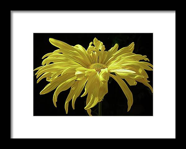 Still Life Framed Print featuring the photograph Yellow Chrysanthemum by Jennifer Nelson