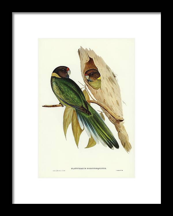 Parrot Framed Print featuring the mixed media Yellow-collared Parakeet by World Art Collective