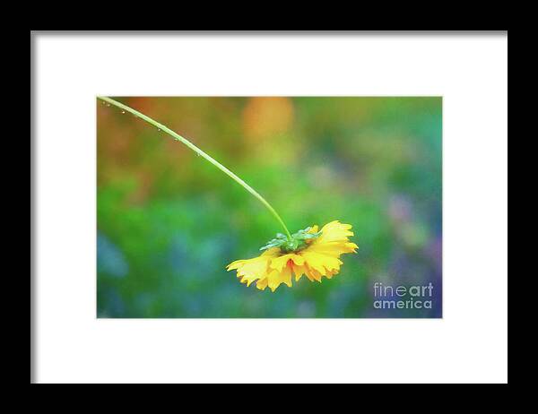 Corepsis Framed Print featuring the photograph Yellow Coreopsis Curling Down After the Rain by Anita Pollak