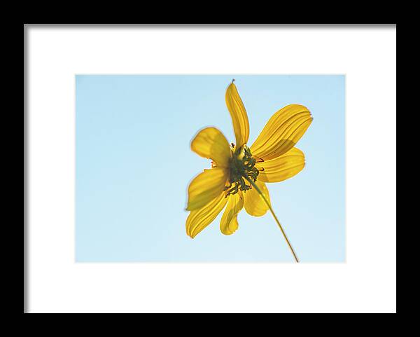 Daisy Framed Print featuring the photograph Yellow Daisy And Sky by Karen Rispin