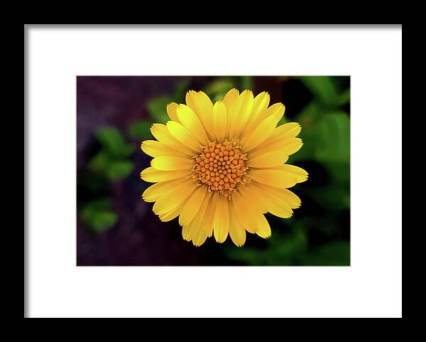 Art Framed Print featuring the photograph Yellow Daisy I by Joan Han