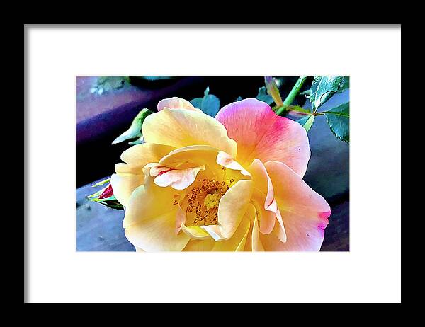 Rose Framed Print featuring the digital art Yellow Deck Rose by Nancy Olivia Hoffmann