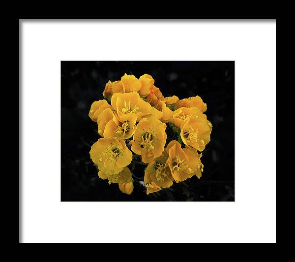 Closeup Framed Print featuring the photograph Yellow Desert Bouquet by Paul Breitkreuz