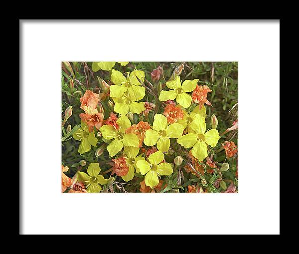 Tim Fitzharris Framed Print featuring the photograph Yellow Evening Primrose by Tim Fitzharris