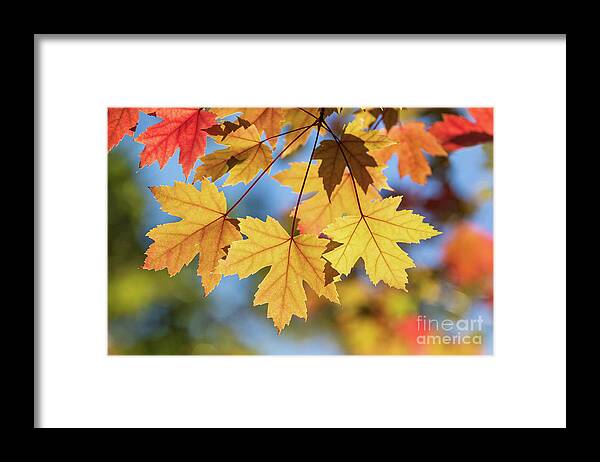 Fall Leaves Framed Print featuring the photograph Yellow Fall Leaves by Mimi Ditchie