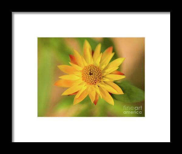 Color Framed Print featuring the photograph Yellow Flower by Dorothy Lee