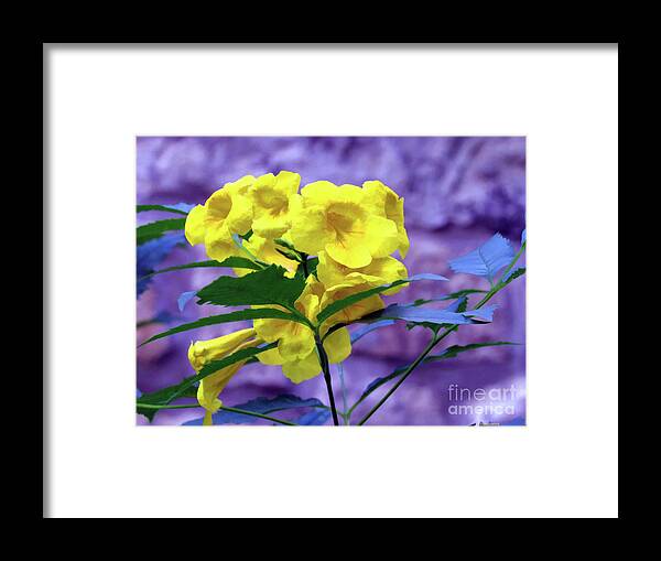 Yellow Flower Framed Print featuring the photograph Yellow Flower by Roberta Byram