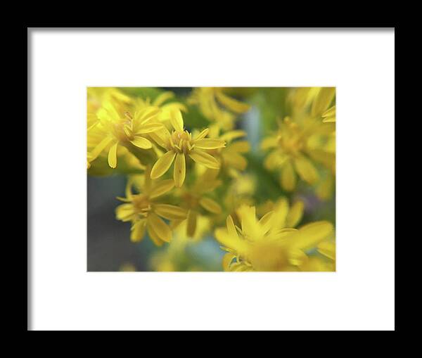 Springtime Framed Print featuring the photograph Yellow Flowers by K Bradley Washburn