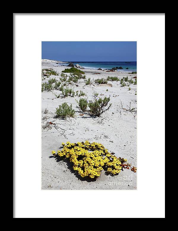 Chile Framed Print featuring the photograph Yellow flowers on the beach Chile by James Brunker
