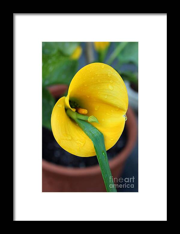 Yellow Framed Print featuring the photograph Yellow Gone Wild by Marie Neder