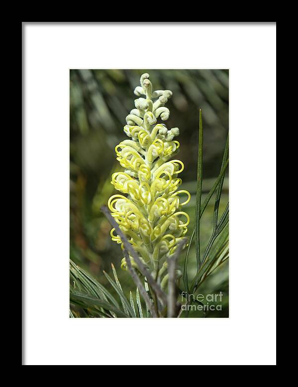Native Framed Print featuring the photograph Yellow Grevillea 2 by Elaine Teague