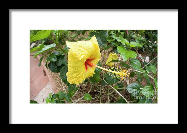 Yellow Hibiscus Framed Print featuring the photograph Yellow Hibiscus by Felix Lai
