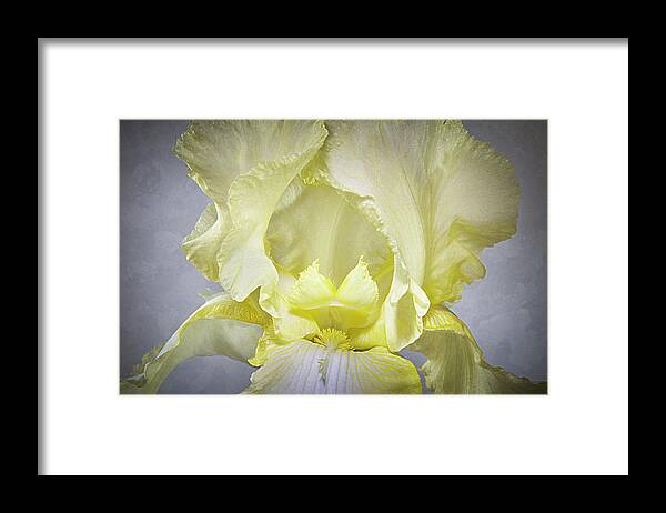 Iris Framed Print featuring the photograph Yellow Iris Study by Patti Deters